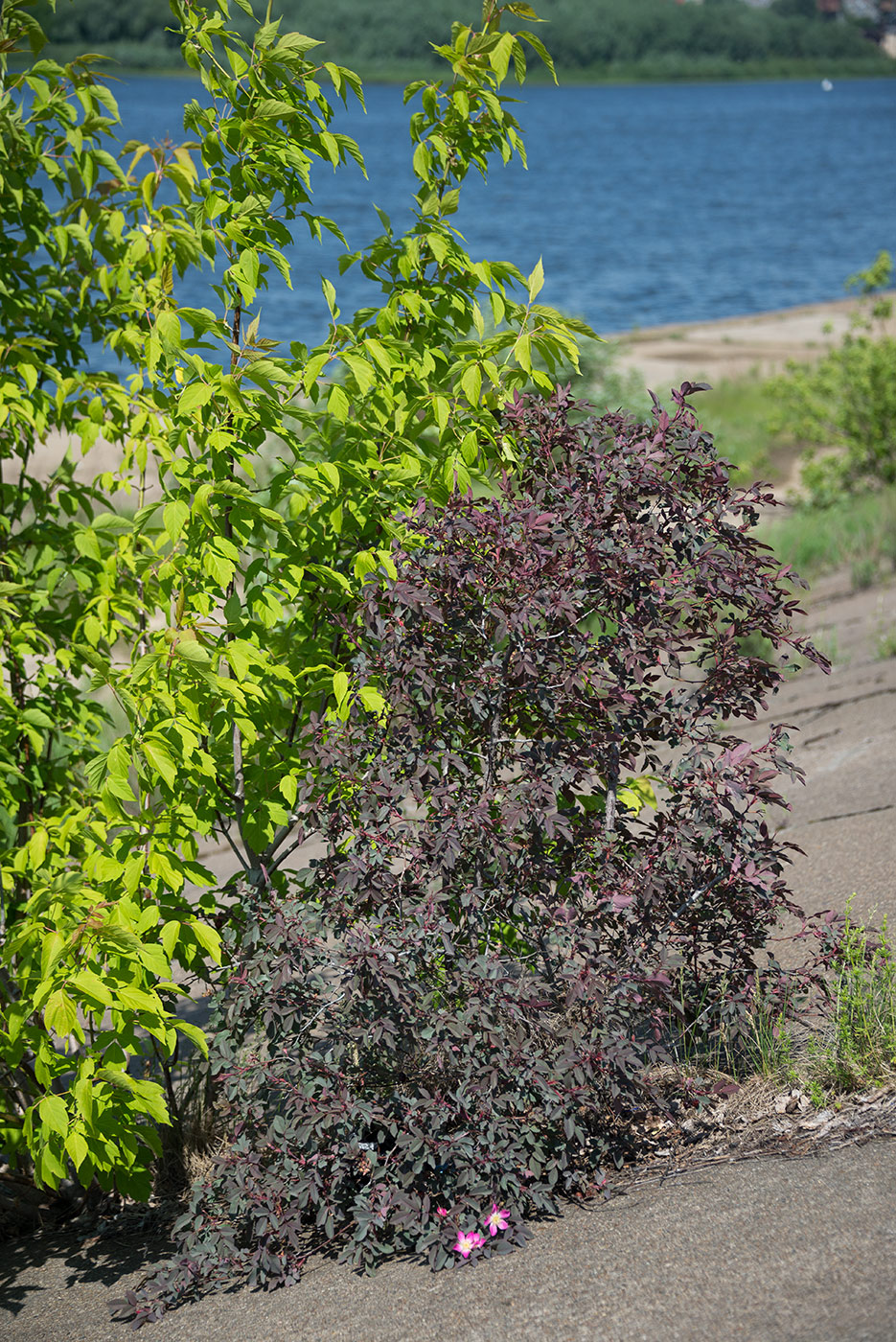 Изображение особи Rosa glauca.