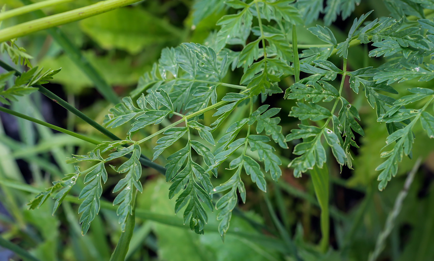 Изображение особи Conium maculatum.