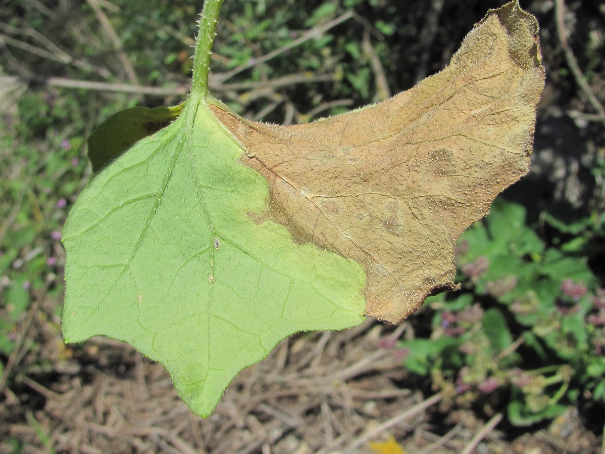 Image of Bryonia alba specimen.