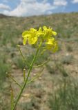 Sisymbrium polymorphum