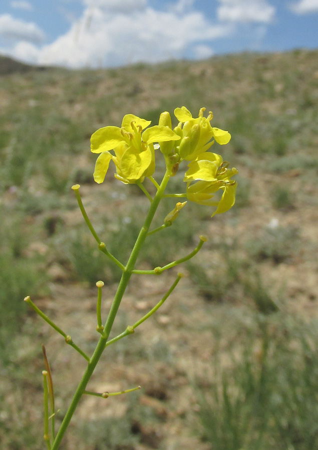 Image of Sisymbrium polymorphum specimen.