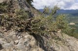 Genista verae