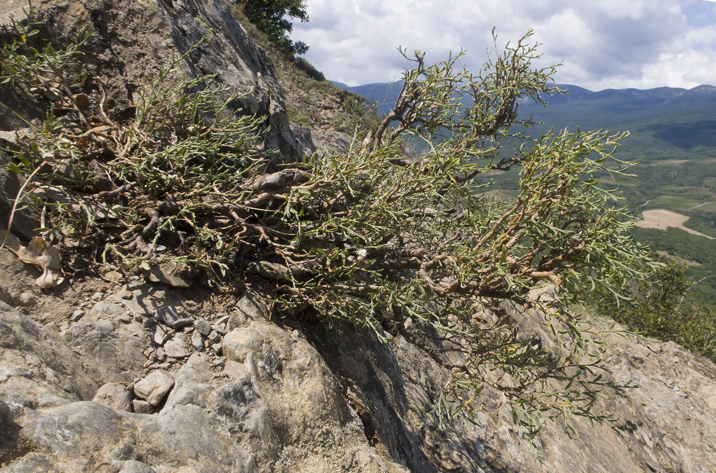 Image of Genista verae specimen.