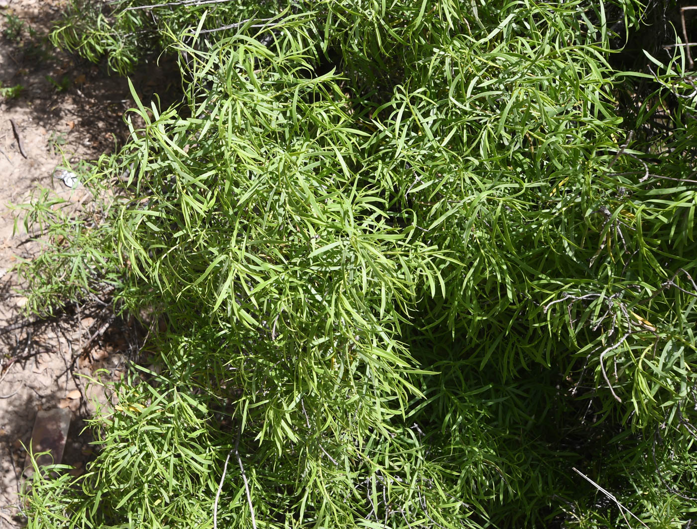 Image of Daphne mucronata ssp. linearifolia specimen.