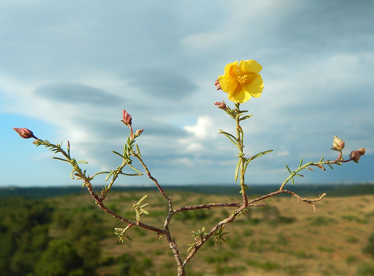 Изображение особи Fumana procumbens.