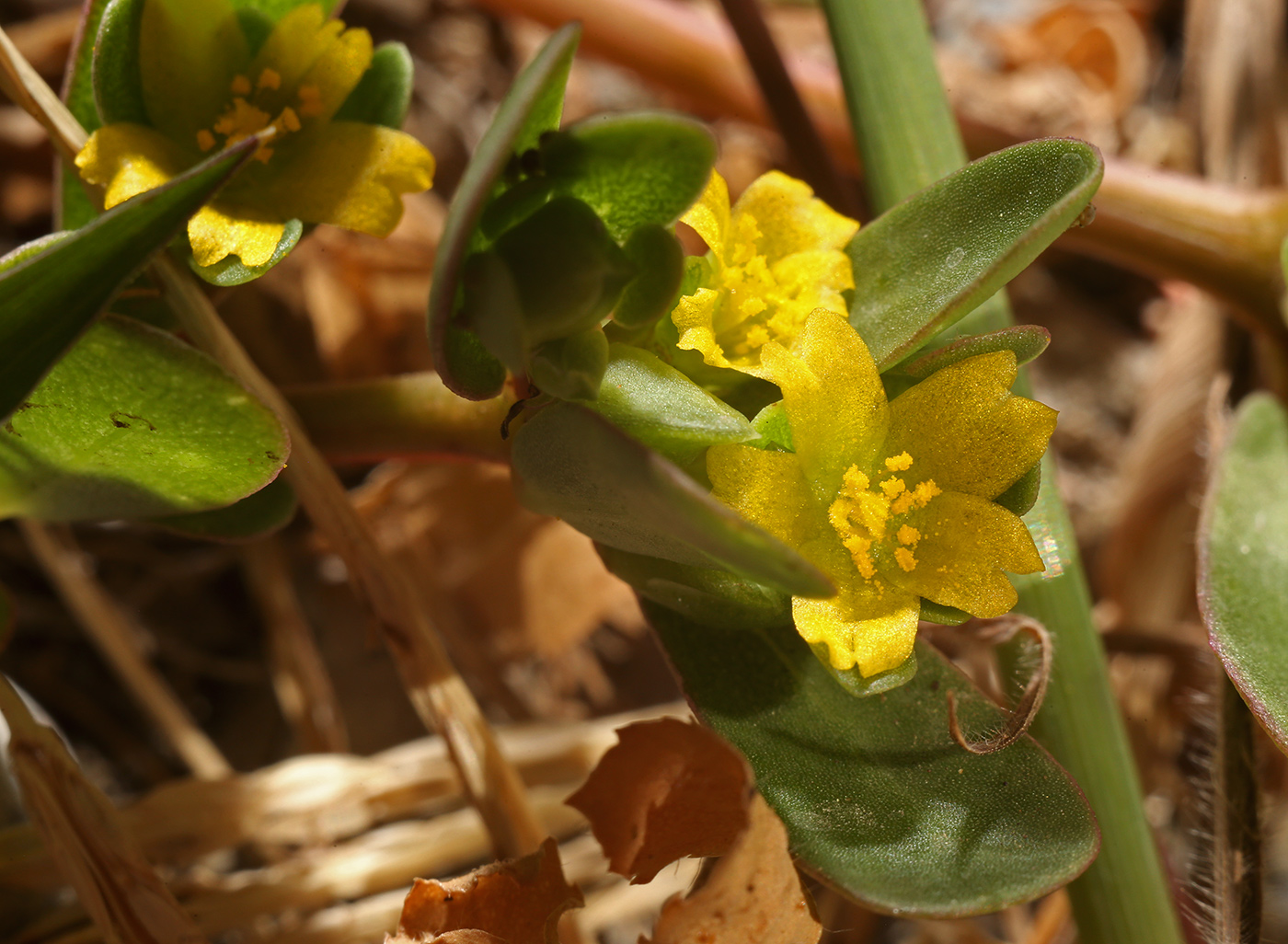 Изображение особи Portulaca oleracea.