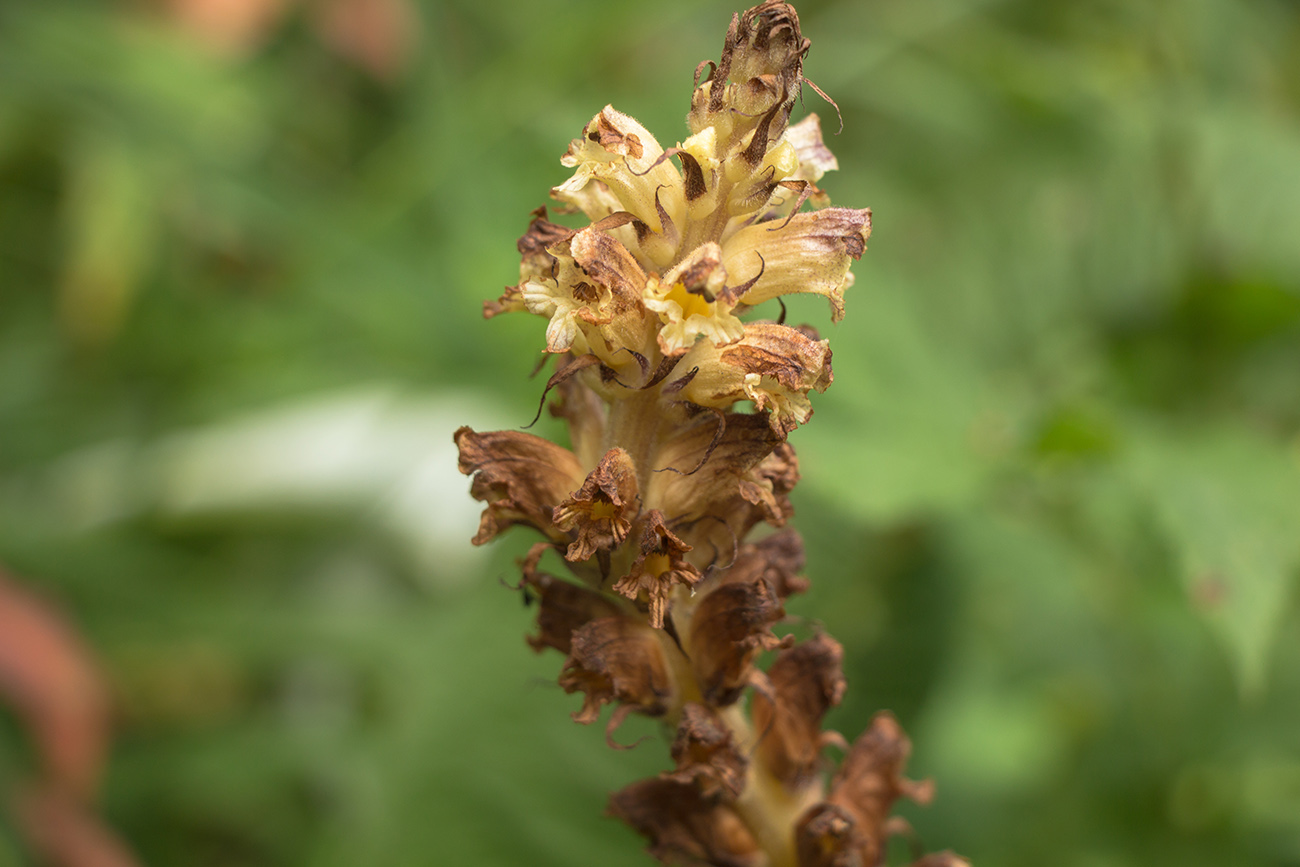 Image of Orobanche pallidiflora specimen.