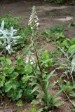 Digitalis lanata