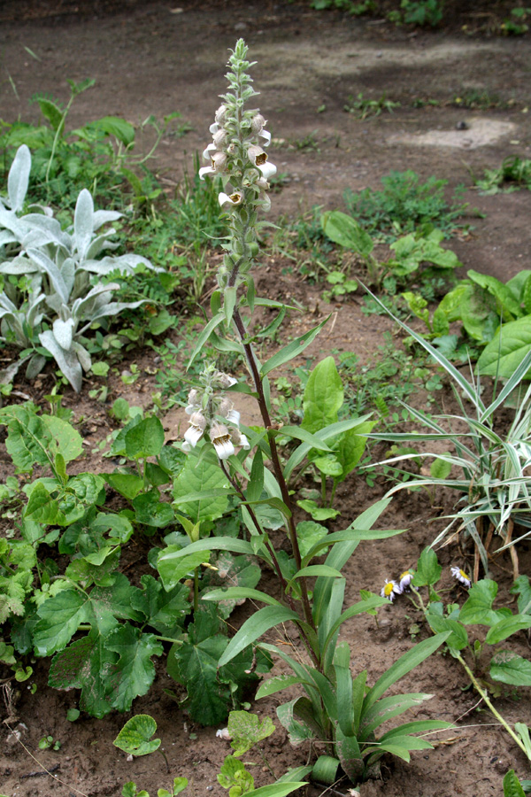 Изображение особи Digitalis lanata.