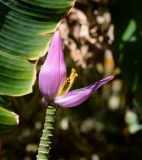 Musa ornata