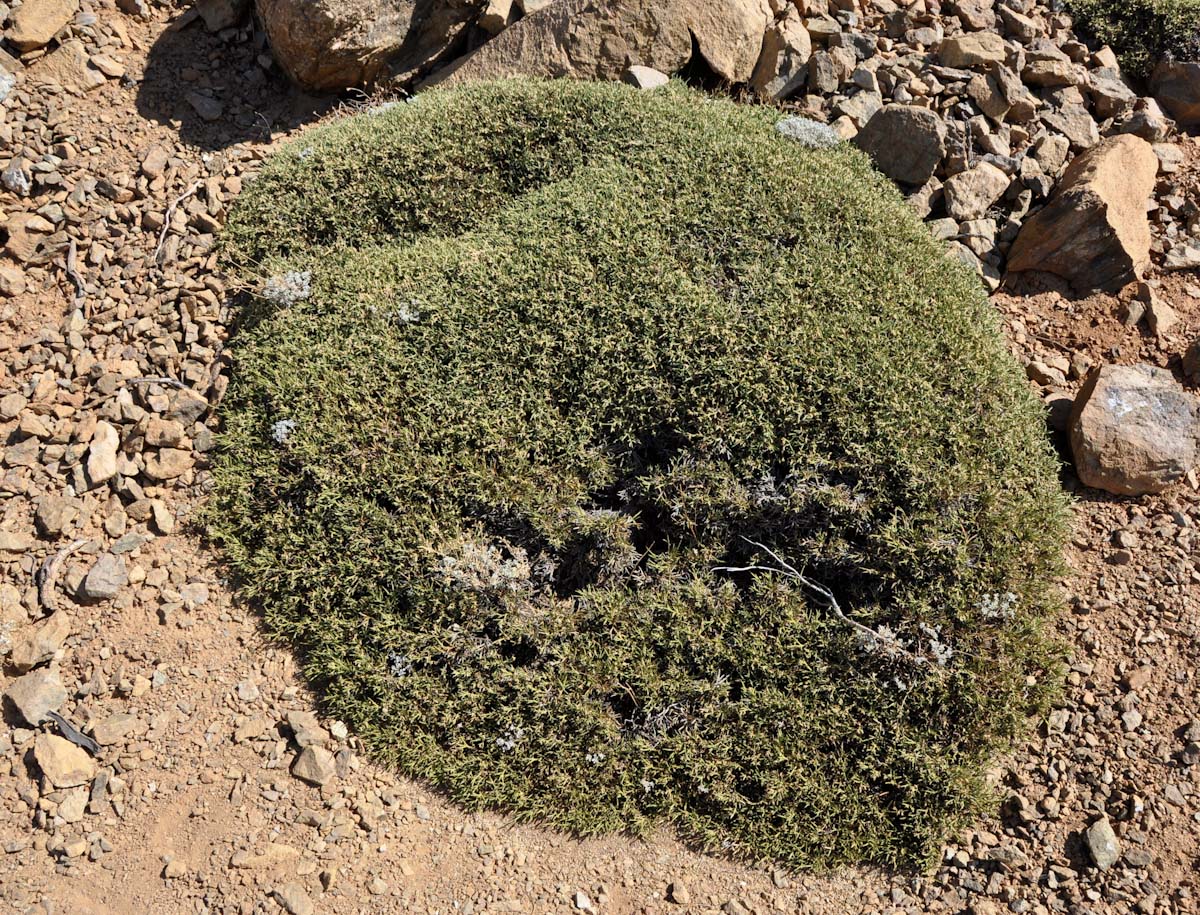 Image of Genista fasselata specimen.
