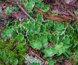 Peltigera aphthosa