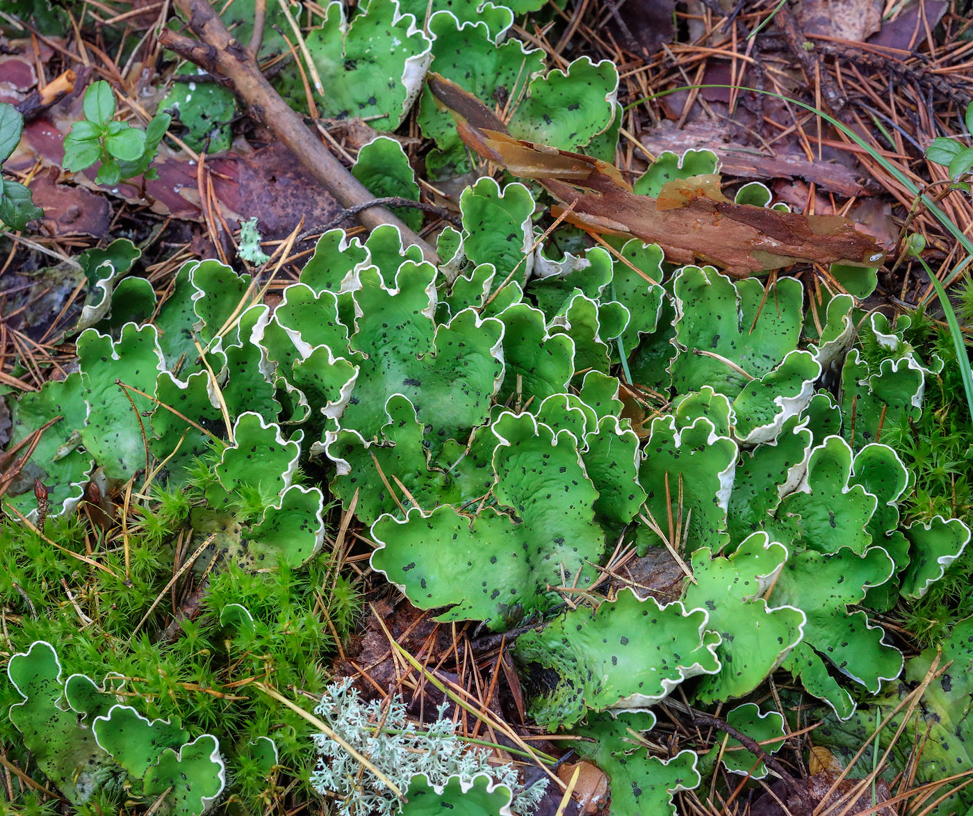 Изображение особи Peltigera aphthosa.