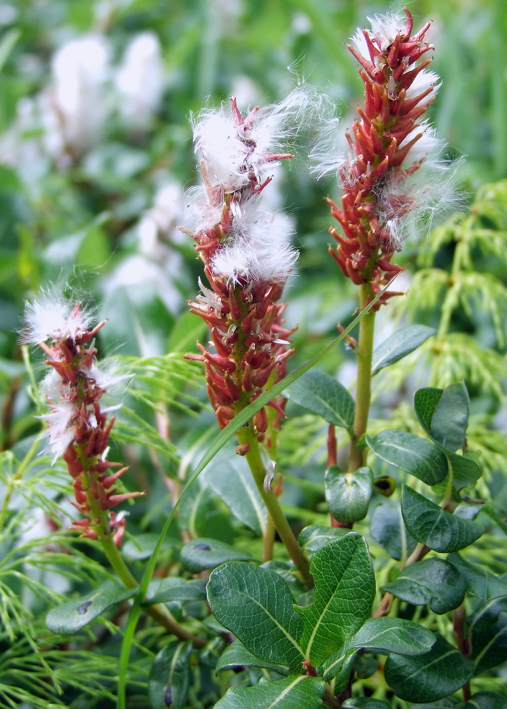 Image of Salix fuscescens specimen.