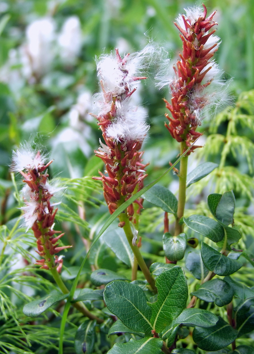 Изображение особи Salix fuscescens.