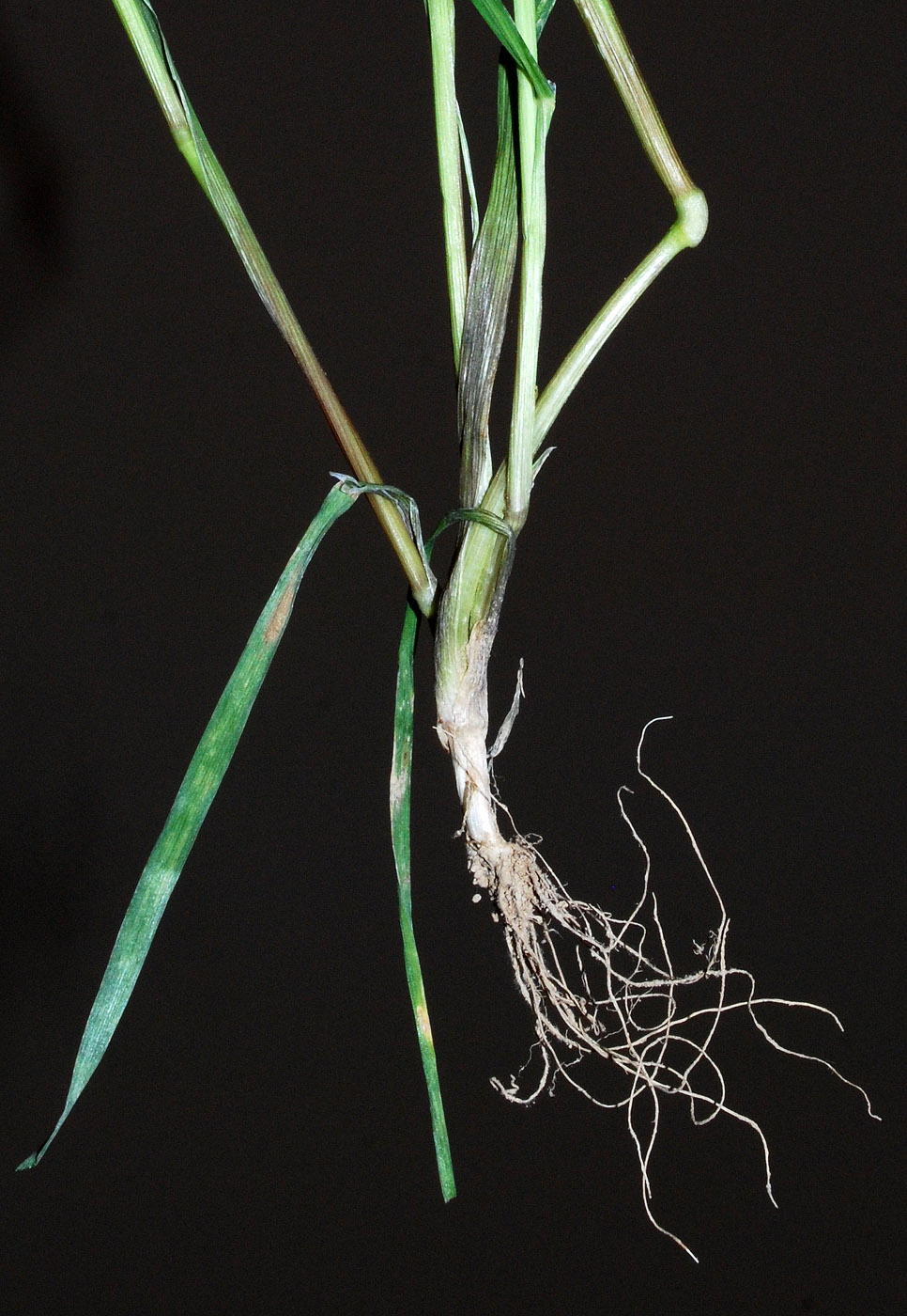 Image of Alopecurus myosuroides specimen.