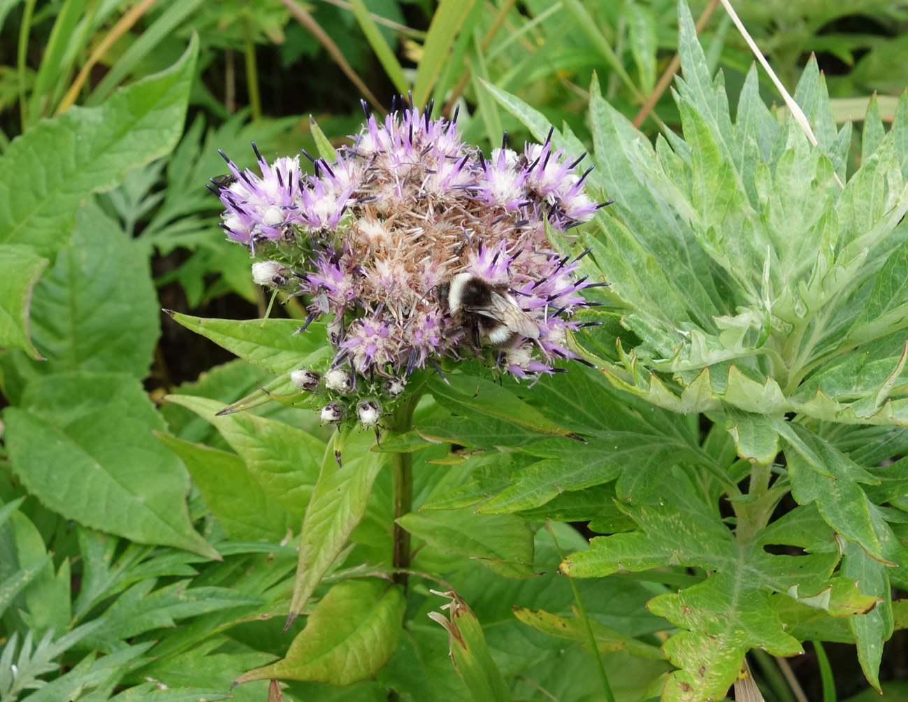 Изображение особи Saussurea sachalinensis.