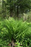 Athyrium filix-femina. Вегетирующее растение. Карельский перешеек, окр. Сертолово, под пологом смешанного леса. 25.05.2019.