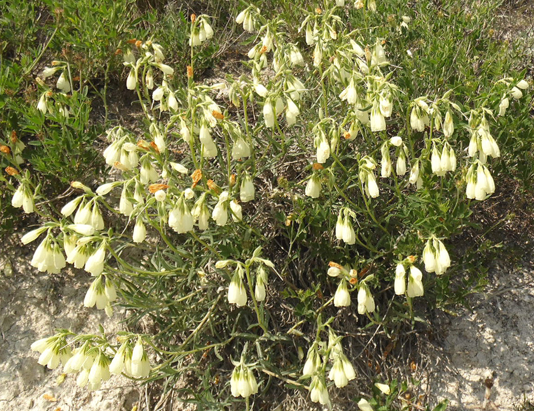 Image of Onosma tanaitica specimen.