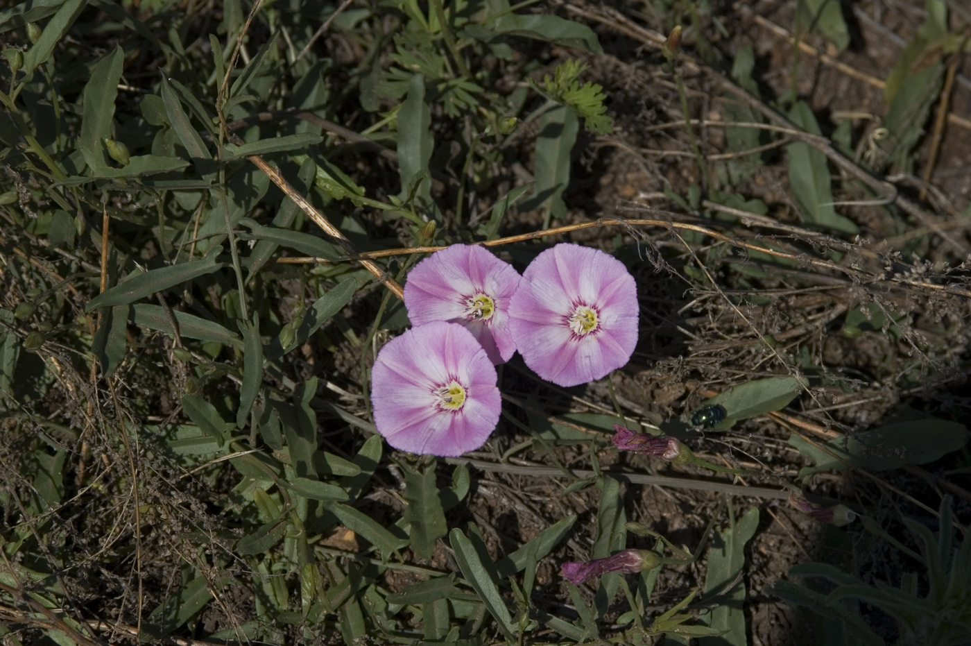 Image of Convolvulus chinensis specimen.