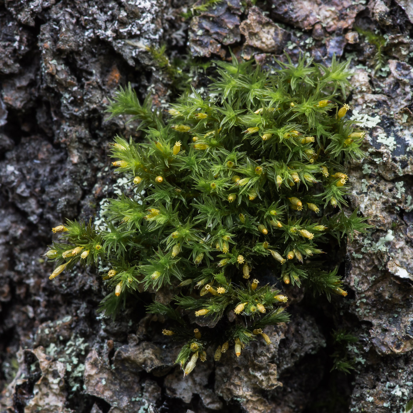 Image of Lewinskya speciosa specimen.