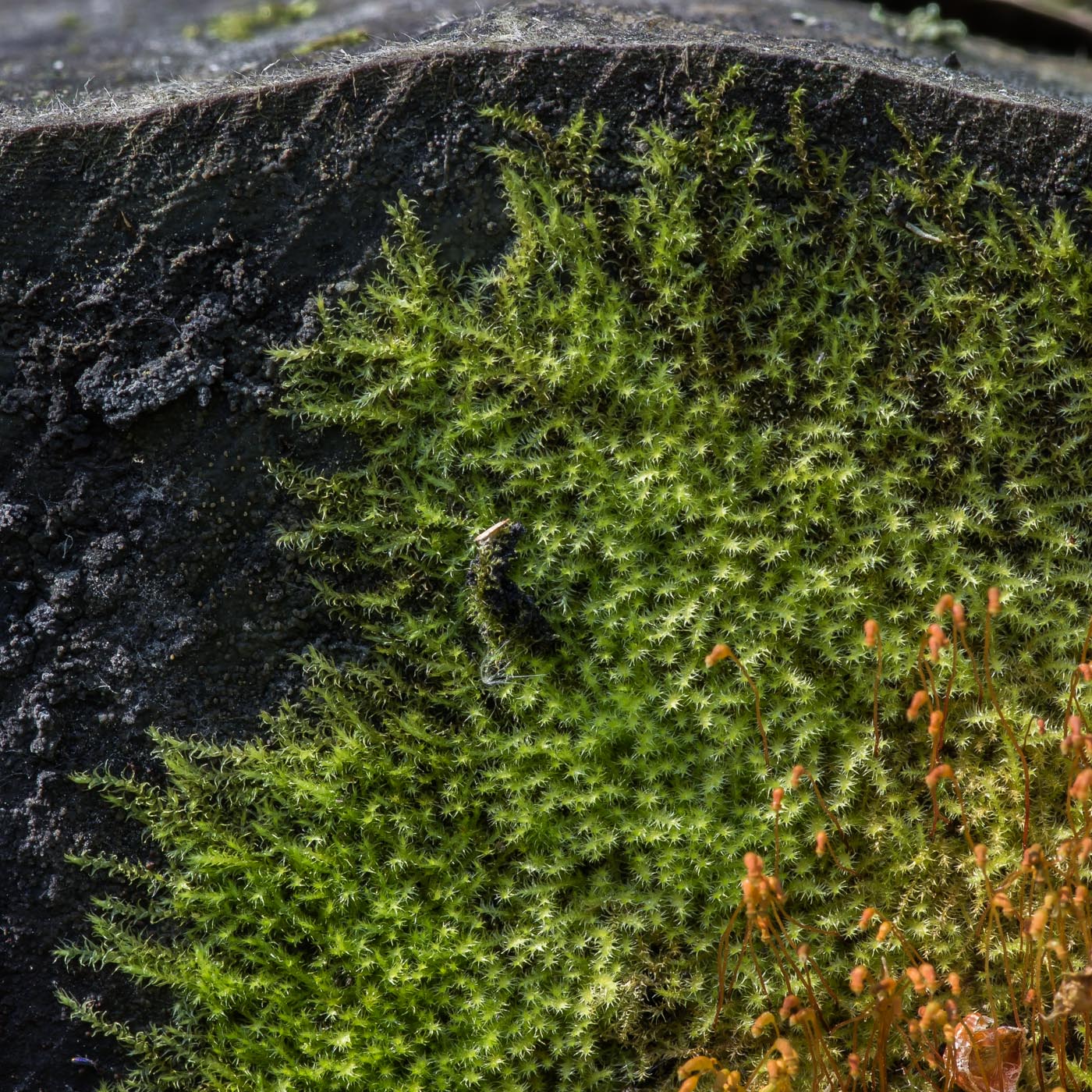 Image of Campylidium sommerfeltii specimen.