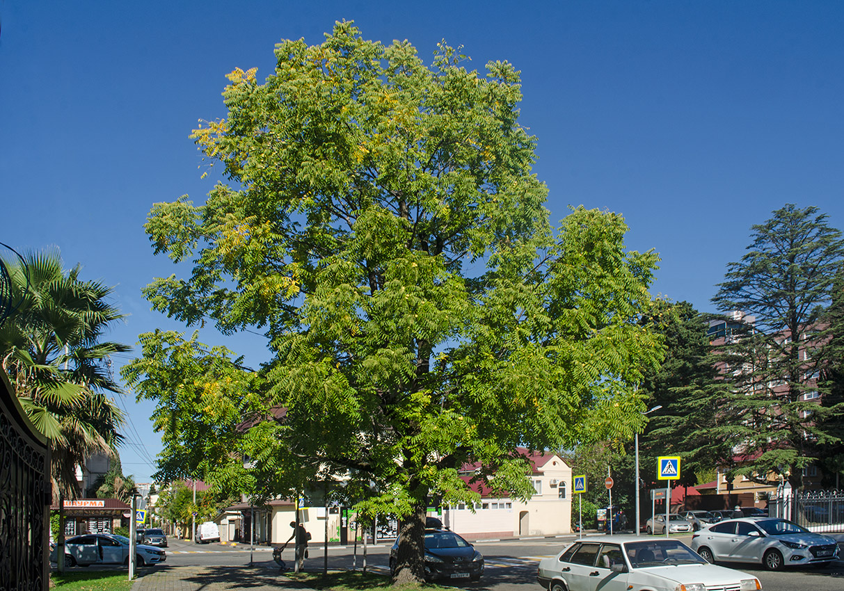 Изображение особи Juglans nigra.