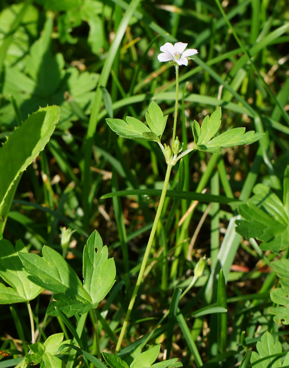 Image of Geranium sibiricum specimen.