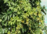 Parthenocissus quinquefolia. Верхушки вегетирующих побегов. Краснодарский край, Темрюкский р-н, станица Голубицкая. 10.08.2018.