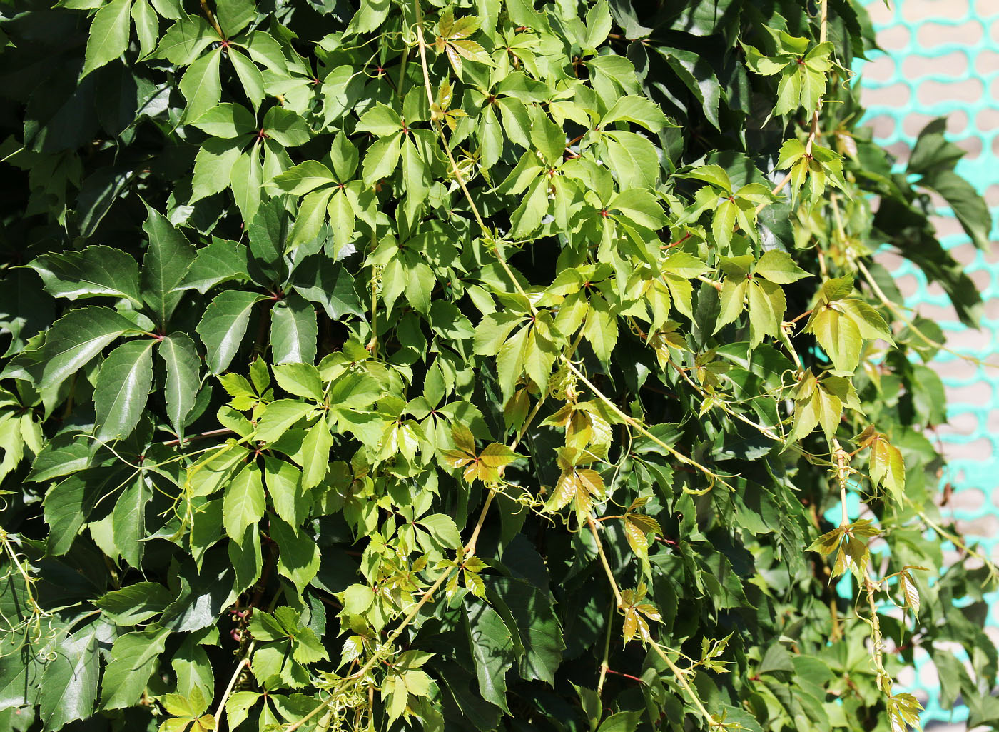 Image of Parthenocissus quinquefolia specimen.