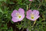 Oenothera speciosa