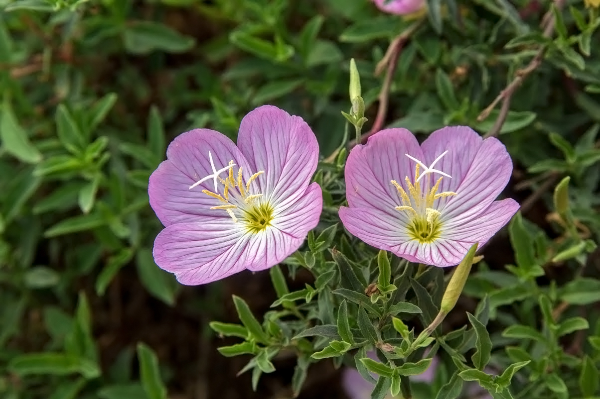 Изображение особи Oenothera speciosa.