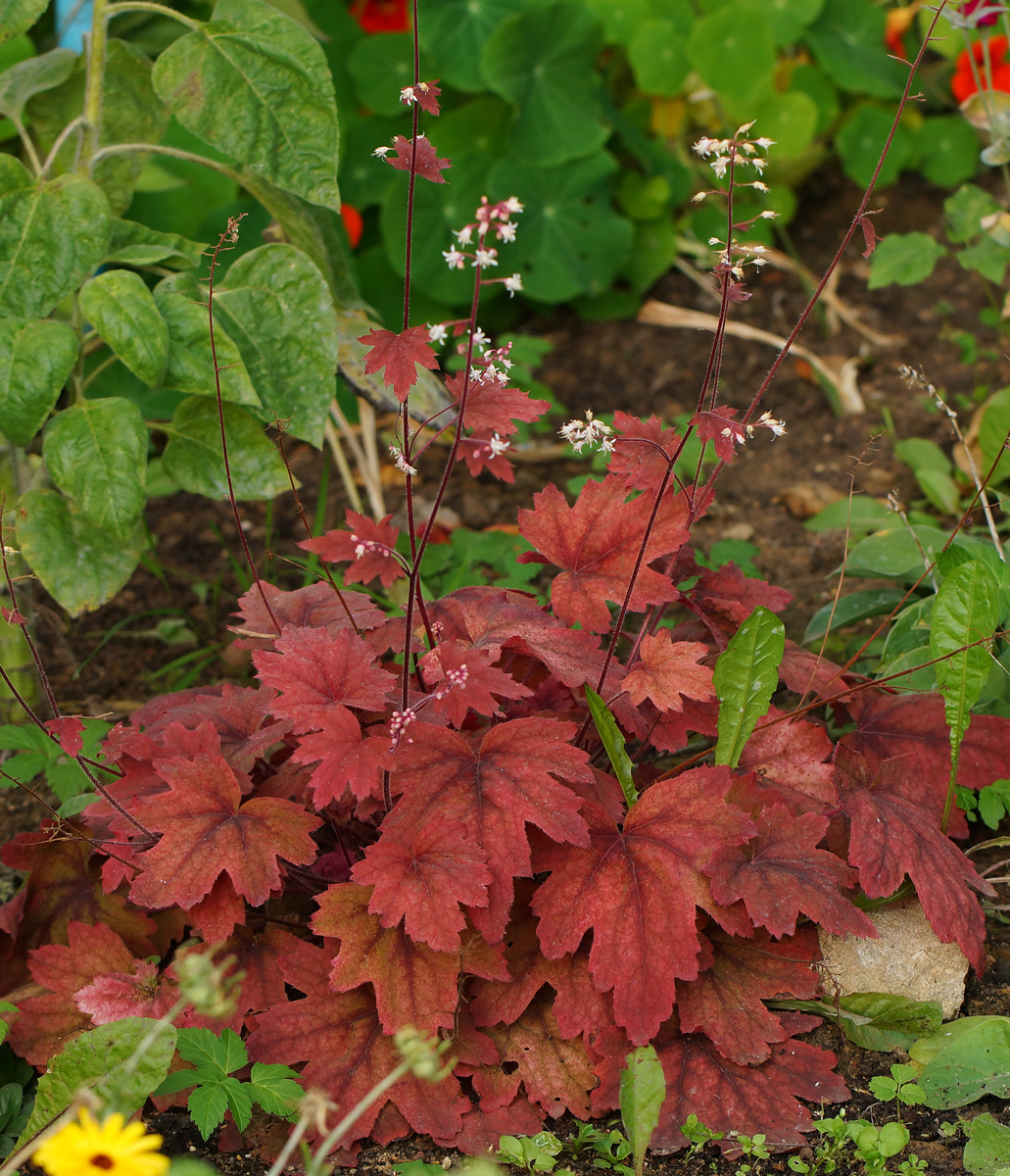 Image of genus Heuchera specimen.