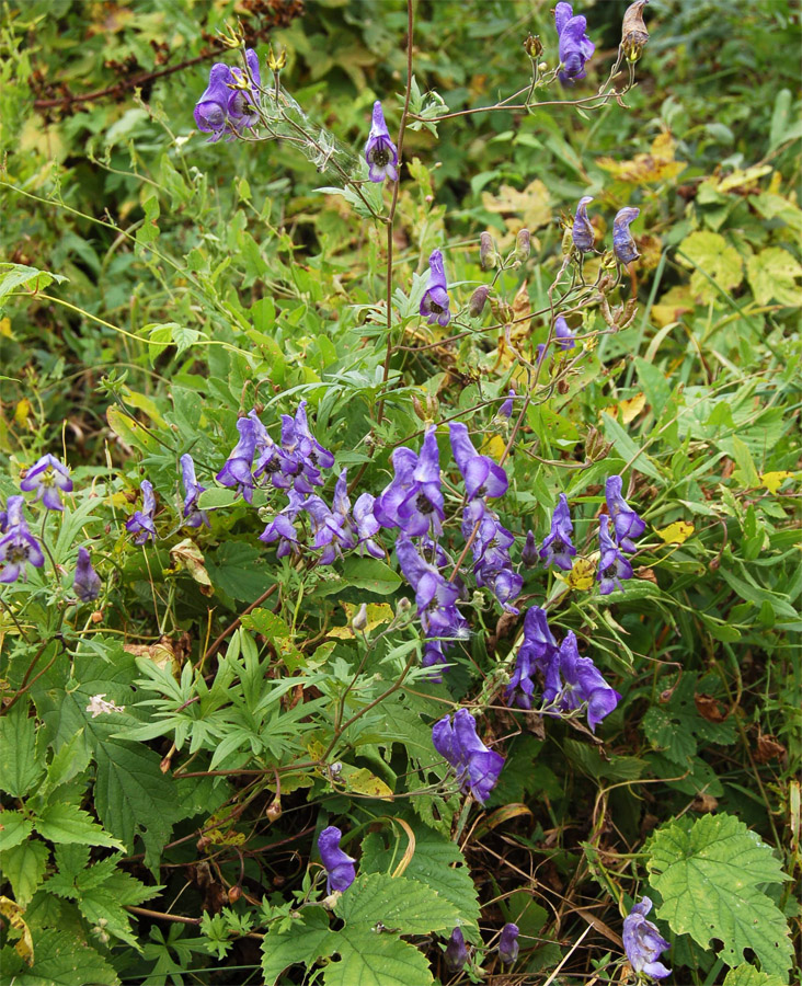 Изображение особи Aconitum volubile.