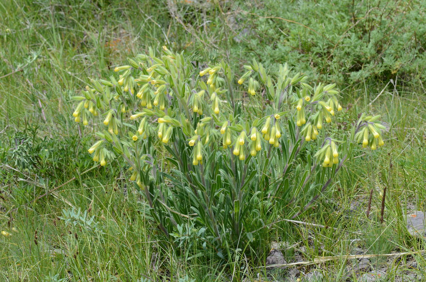 Image of Onosma irritans specimen.