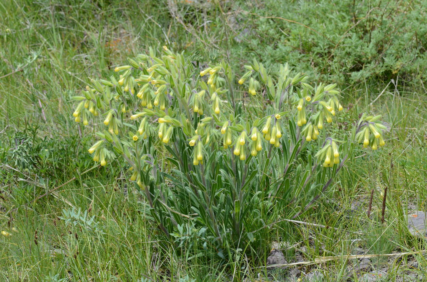 Изображение особи Onosma irritans.