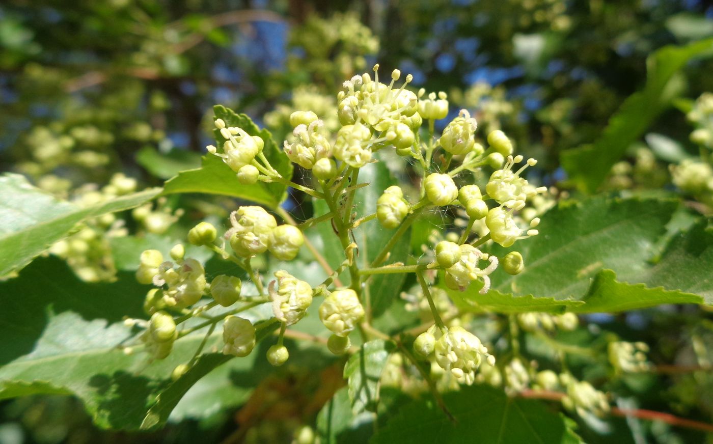 Image of Acer tataricum specimen.