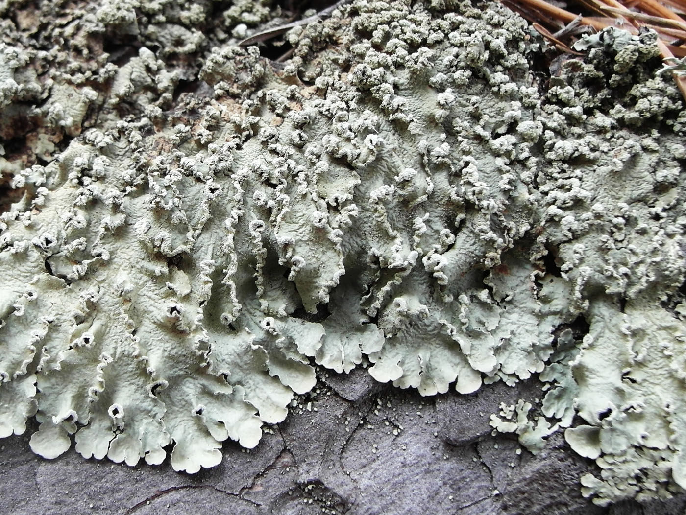 Image of Flavopunctelia soredica specimen.