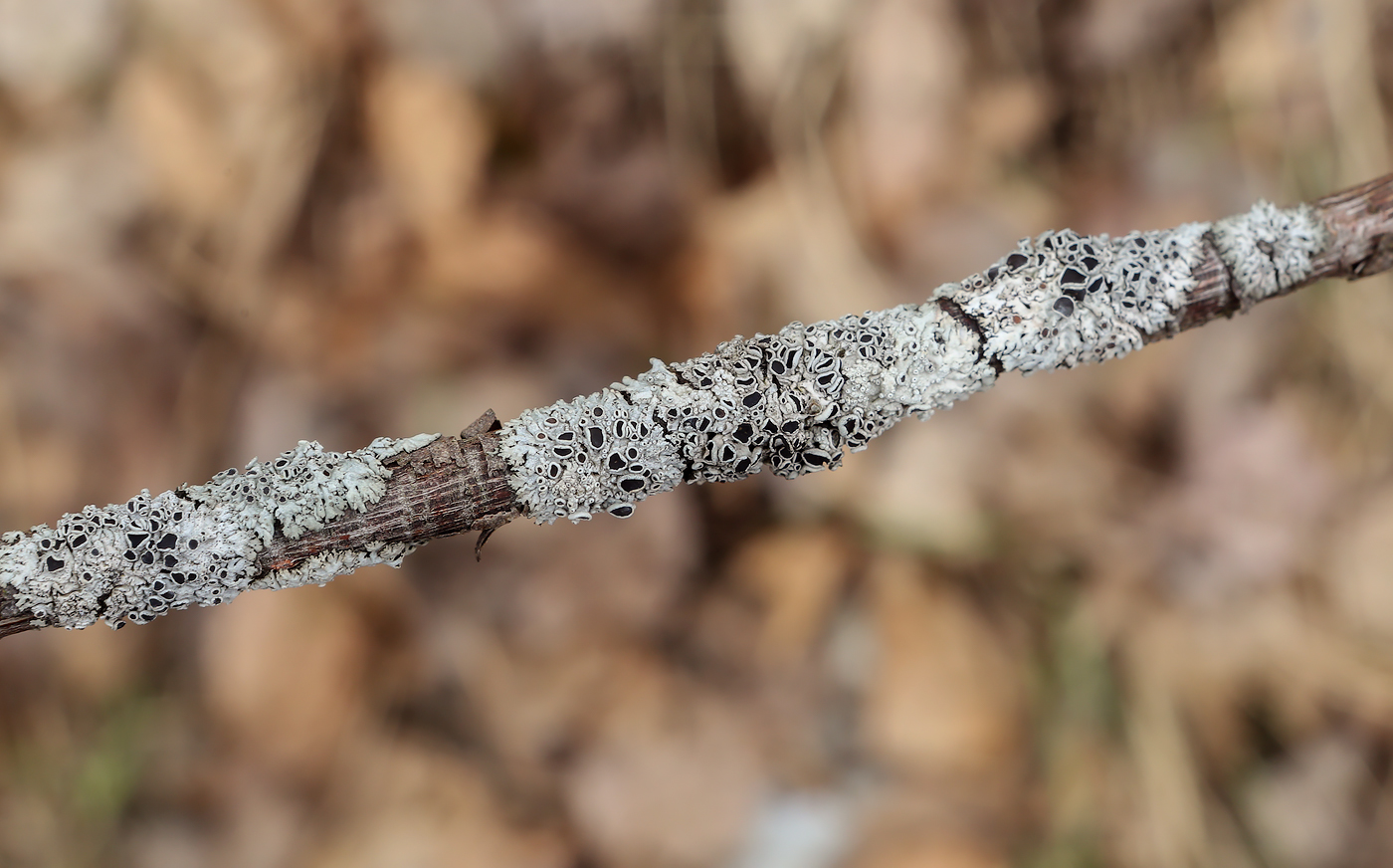 Image of genus Physcia specimen.