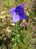 Platycodon grandiflorus. Аномальный 4-членный цветок. Приморский край, окр. пос. Михайловка, подножье сопки. 29.08.2019.