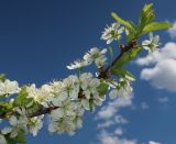 Prunus insititia. Ветвь с соцветиями. Татарстан, г. Бавлы, сад. 10.05.2020.