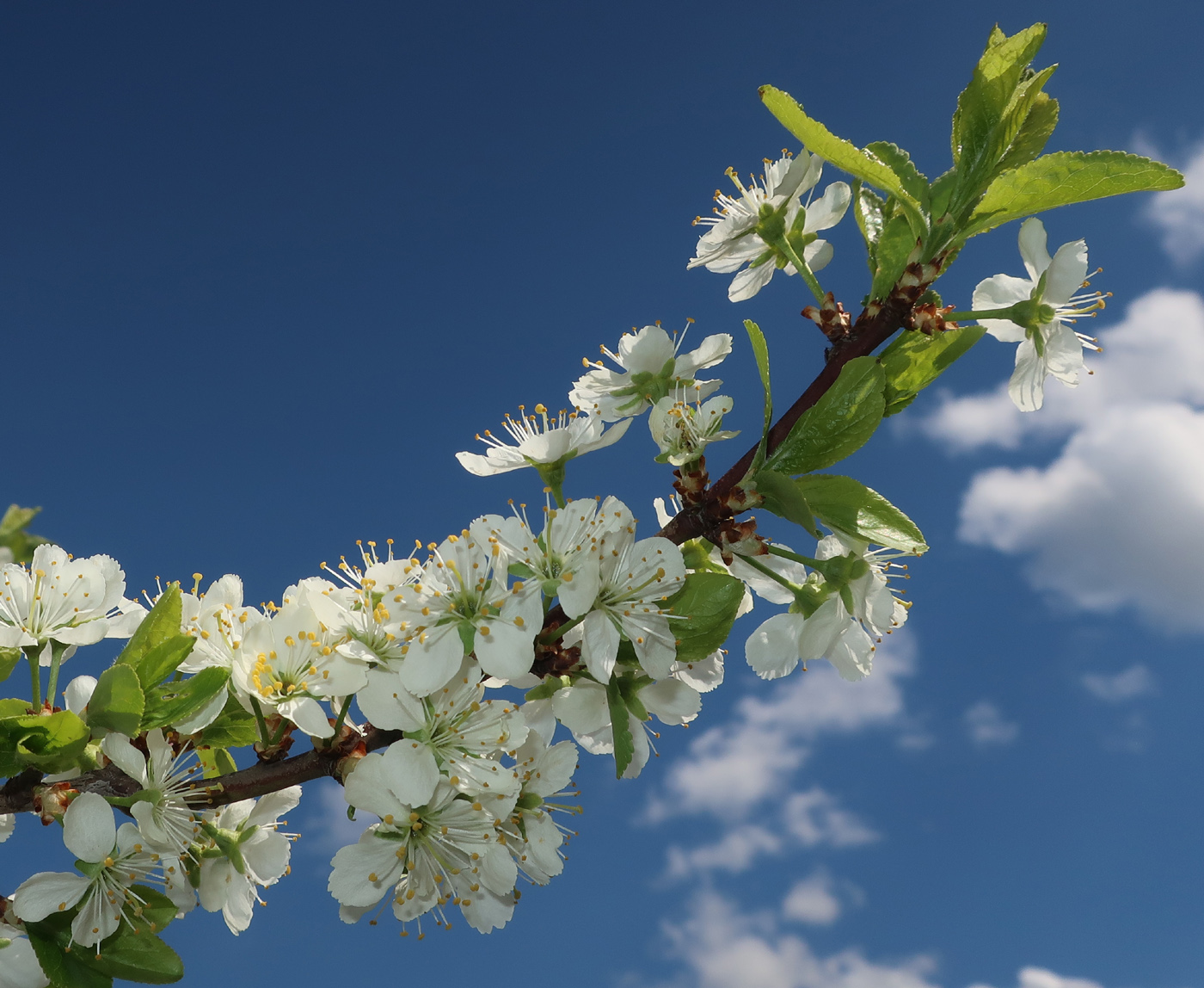 Изображение особи Prunus insititia.