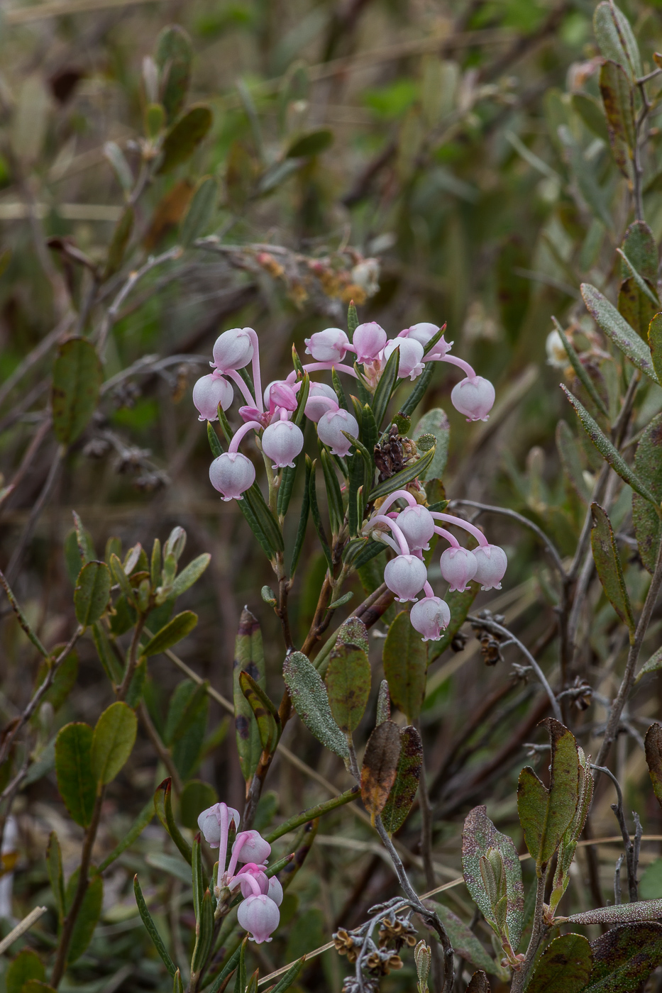 Image of Andromeda polifolia specimen.