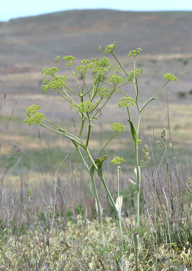 Изображение особи Ferula euxina.