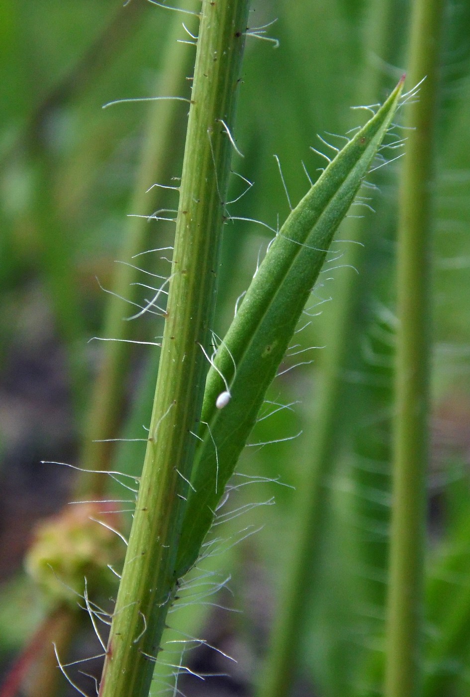 Image of genus Pilosella specimen.