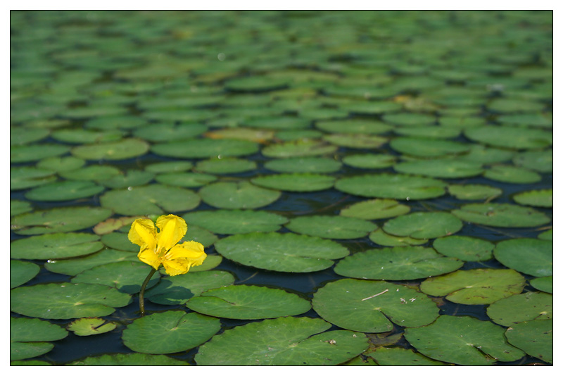 Image of Nymphoides peltata specimen.