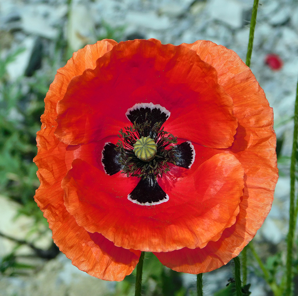 Image of Papaver rhoeas specimen.