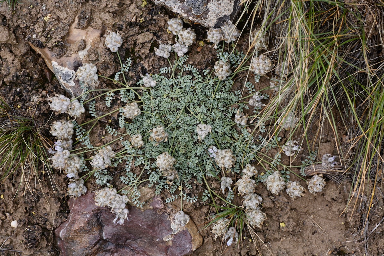 Image of Astragalus nivalis specimen.