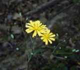 Lapsana communis