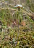 Arabidopsis petraea